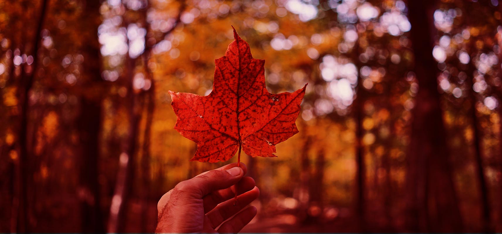 Maple Leaf symbolizing arrival in Canada with help from StartUp Visa Services